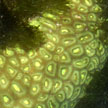 flourscent hard coral