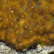 hard coral