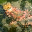 thorny sea cucumbers