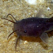 eeltail catfish