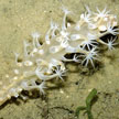 sea pen