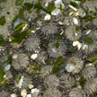 stack of sea urchins!