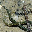 pipefishes