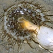 anemone eating sea pen