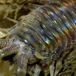 closeup of tube worm