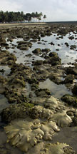 view of reef life in the lagoon