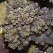 soft coral