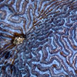 hard coral, sisters island