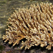 hard coral