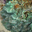 hard coral