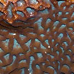 hard coral