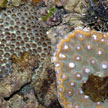 hard coral