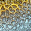 hard coral