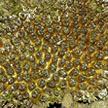 hard coral