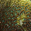 hard coral