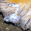 crab in sea pen, changi