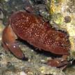 red reef crab