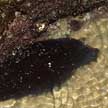 black sea cucumber