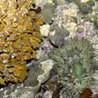 hard coral and sea anemone