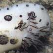 polka-dotted nudibranch