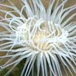 peacock anemone