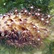 flowery sea pen