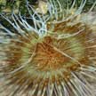 peacock anemone