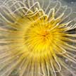 peacock anemone, changi