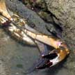 mating swimming crabs