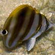 Kite butterflyfish