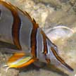 Copper-banded butterflyfish