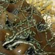 Tiny brittlestars in a sponge