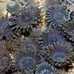 Colonial anemones