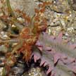 Thorny sea cucumber