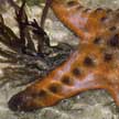 Big red seastar and fish