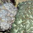 Corals