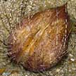 Heart urchin