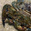 Mating swimming crabs