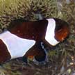 Anemonefish