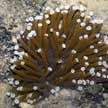 mushroom coral