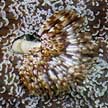 fanworm in hard coral