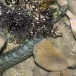 carpet eel-blenny