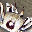 ghost crab