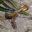 seagrass flower