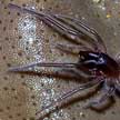 marine spider