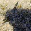 nudibranch