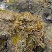 frogfish