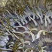 long tentacled sea anemone