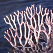 sea fan