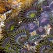 colonial anemones